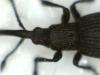 Ceratapion penetrans